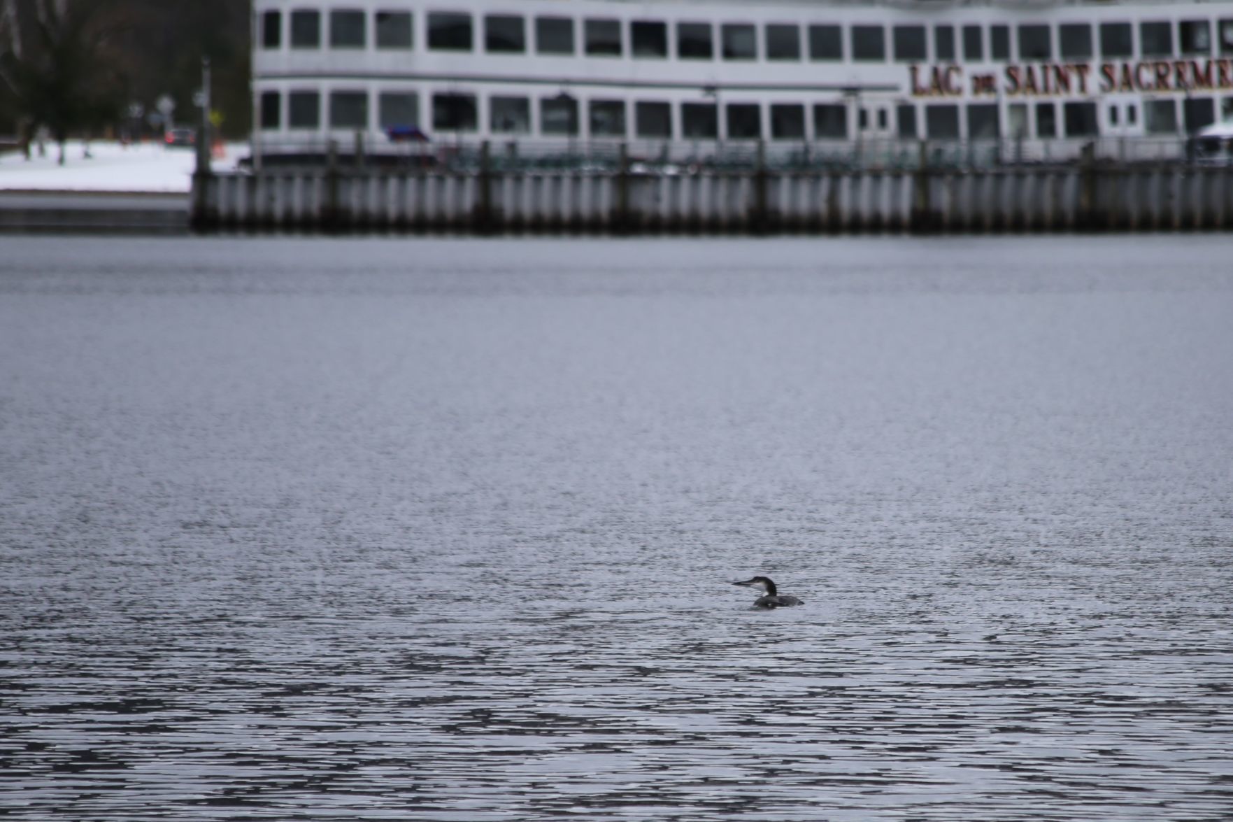 Common loon